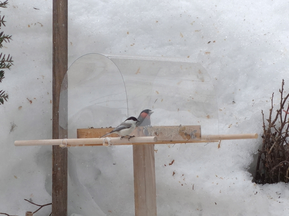 f:id:elmikamino:20130320111556j:image:w500
