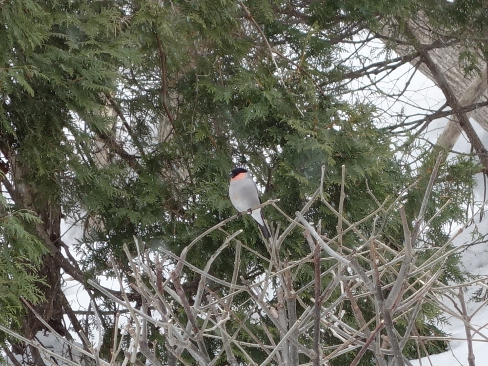 f:id:elmikamino:20130320111637j:image:w500