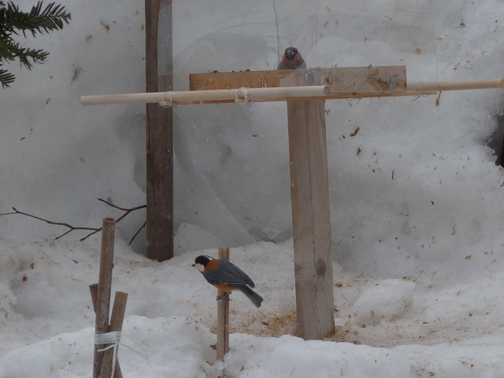 f:id:elmikamino:20130320111652j:image:w500