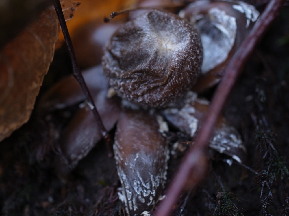 f:id:elmikamino:20130407102332j:image:w500