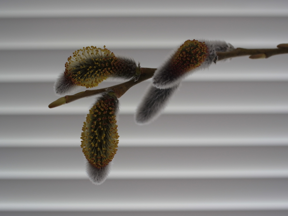 f:id:elmikamino:20130409090142j:image:w500