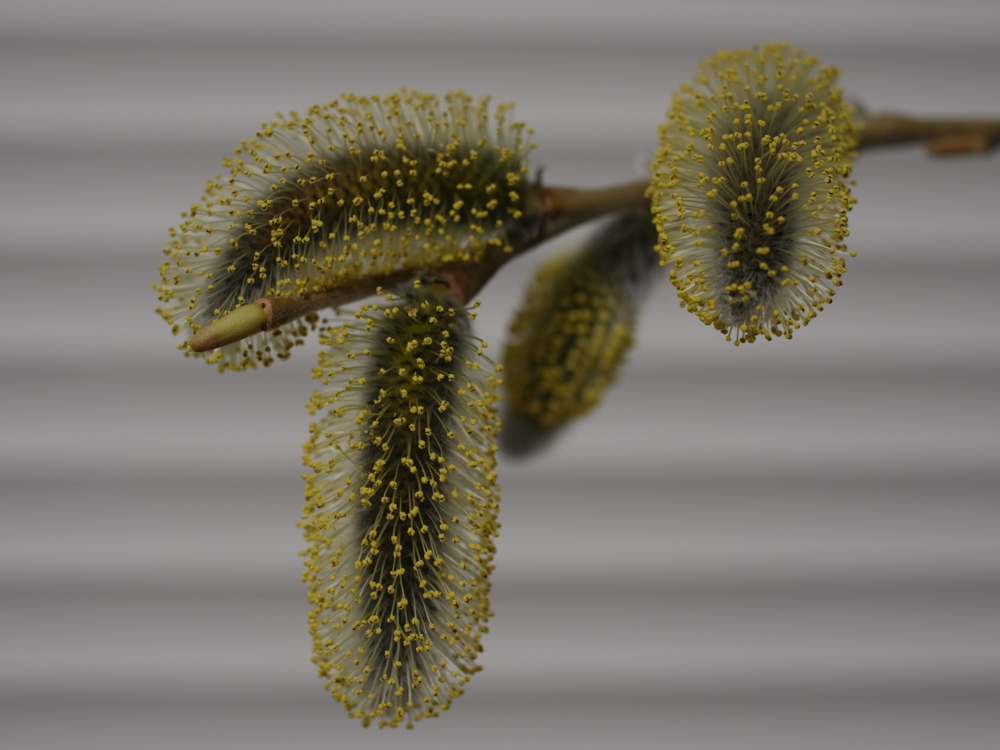 f:id:elmikamino:20130410184715j:image:w500