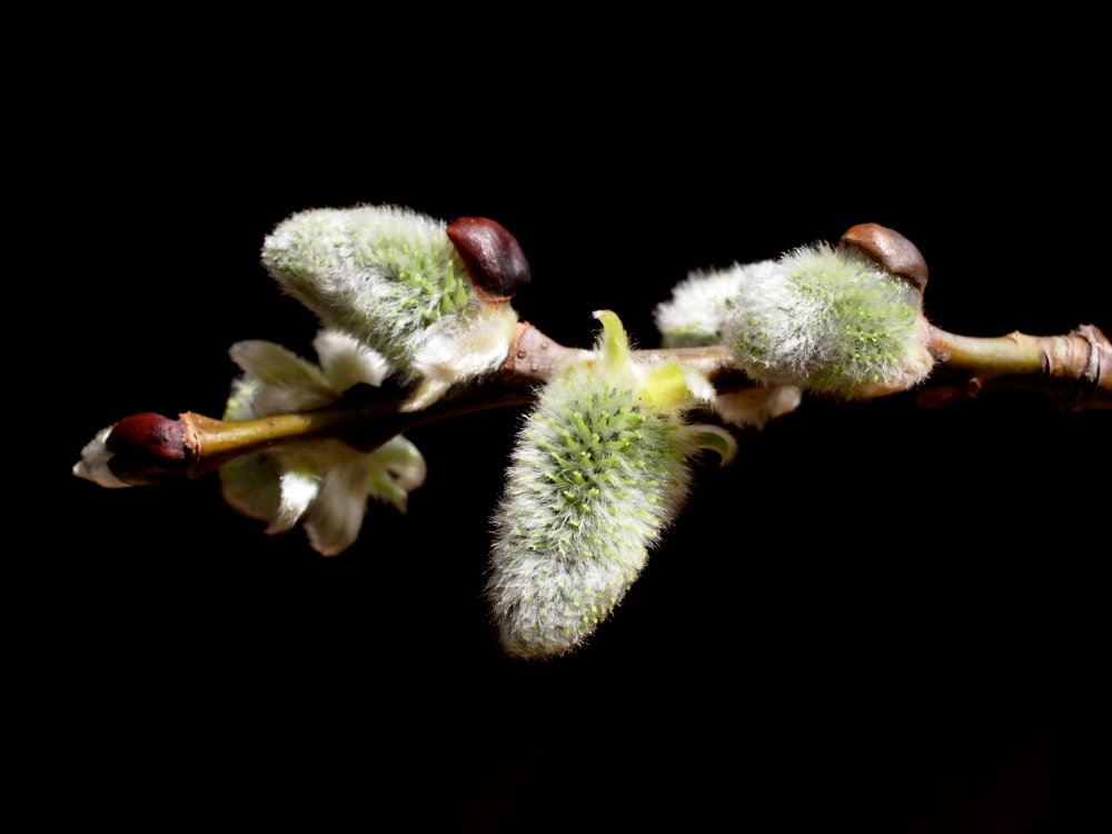 f:id:elmikamino:20130411083945j:image:w500