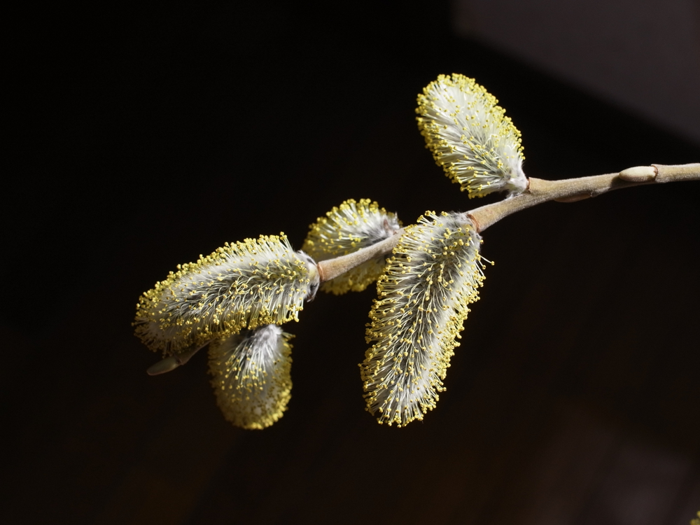 f:id:elmikamino:20130411084028j:image:w500