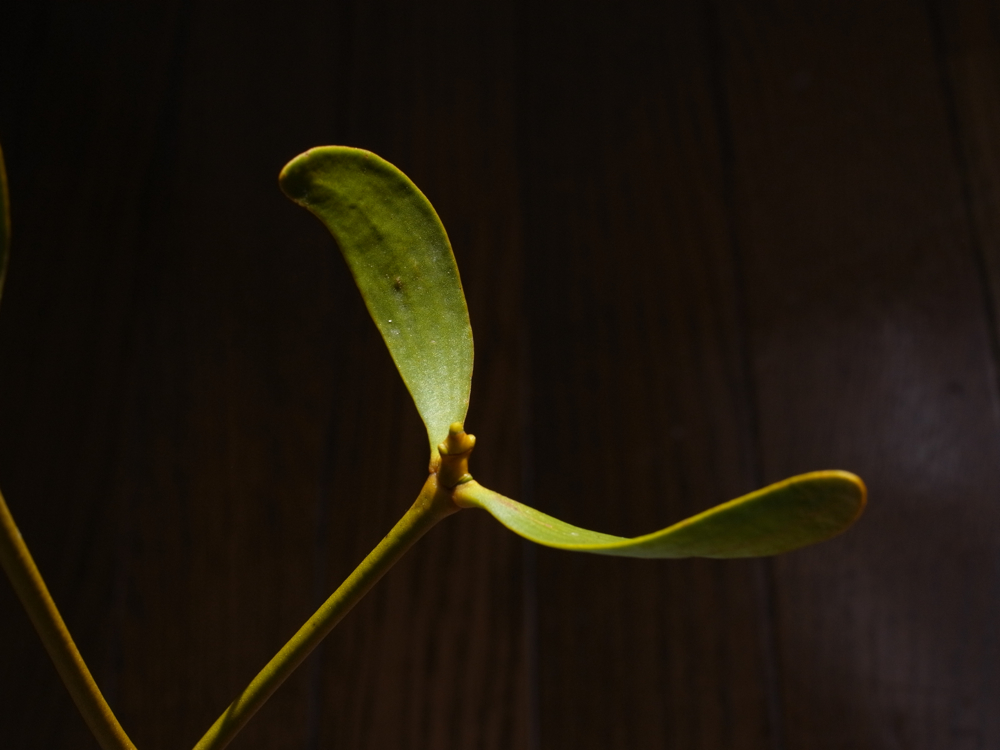 f:id:elmikamino:20130411084146j:image:w500