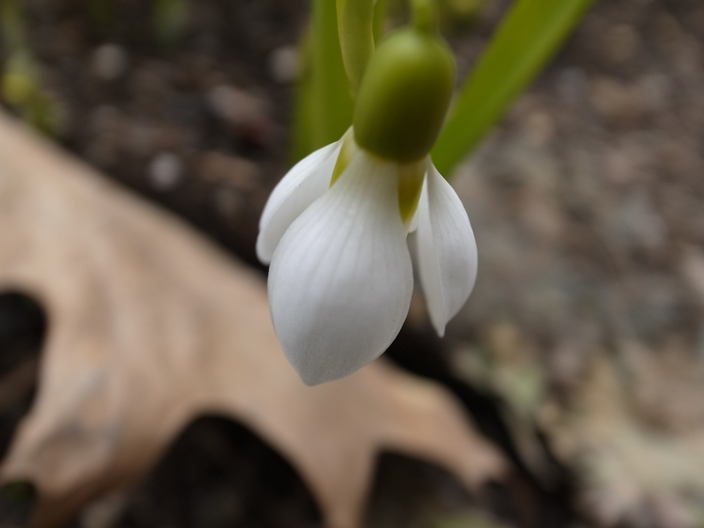 f:id:elmikamino:20130413095039j:image:w500