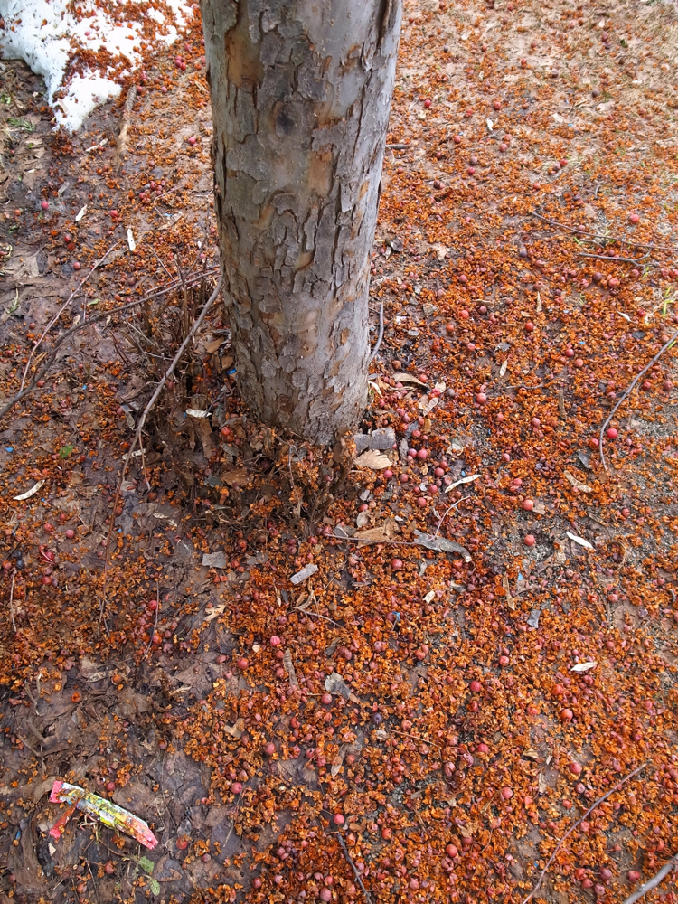 f:id:elmikamino:20130413100927j:image:w500