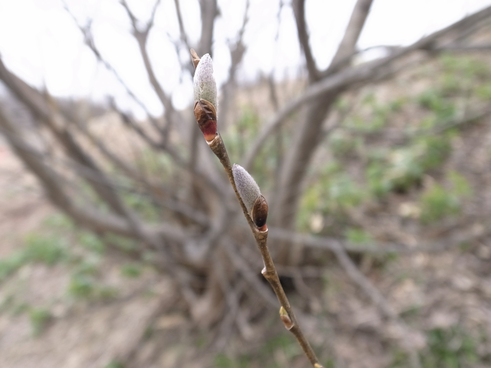 f:id:elmikamino:20130416140618j:image:w500