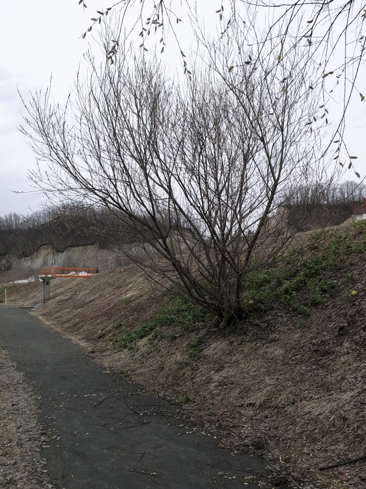 f:id:elmikamino:20130416140656j:image:w500