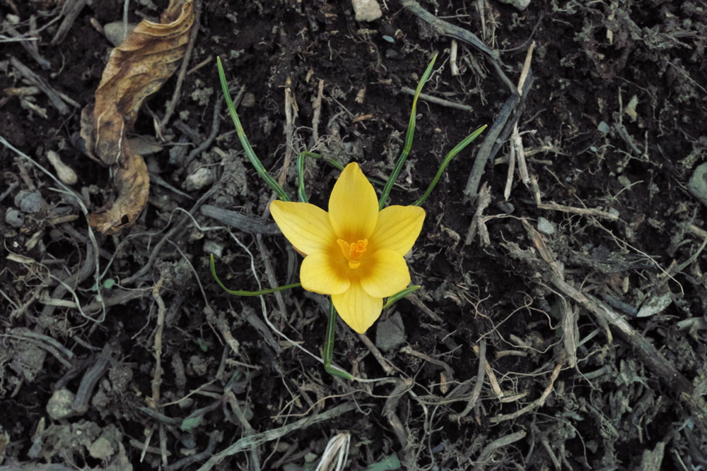 f:id:elmikamino:20130416140807j:image:w500