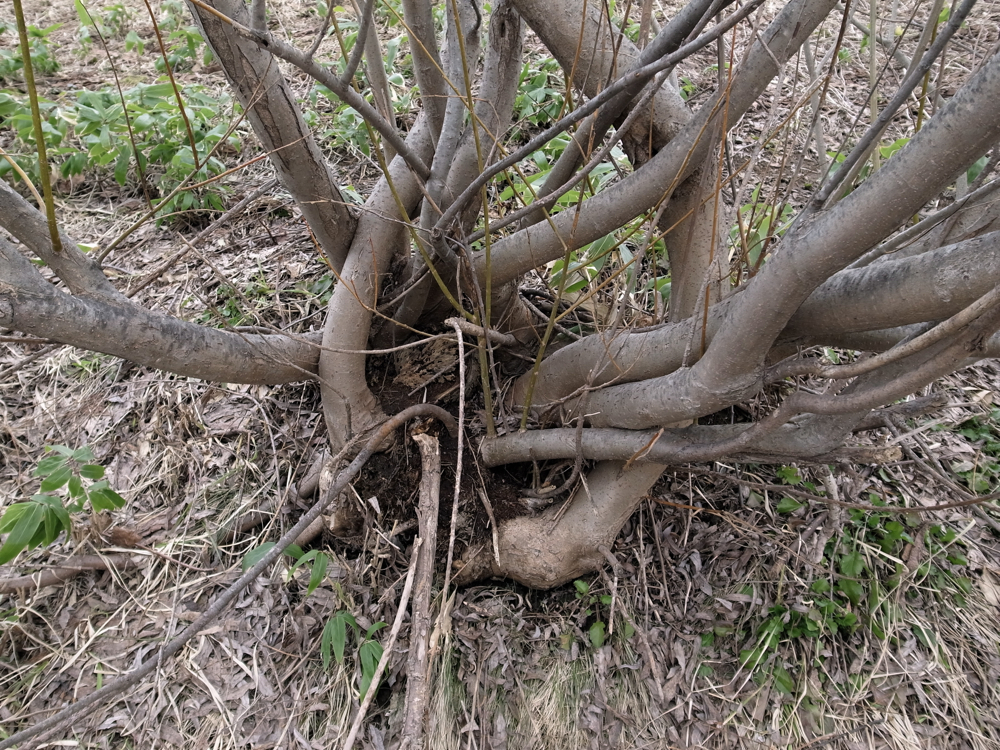 f:id:elmikamino:20130416140811j:image:w500