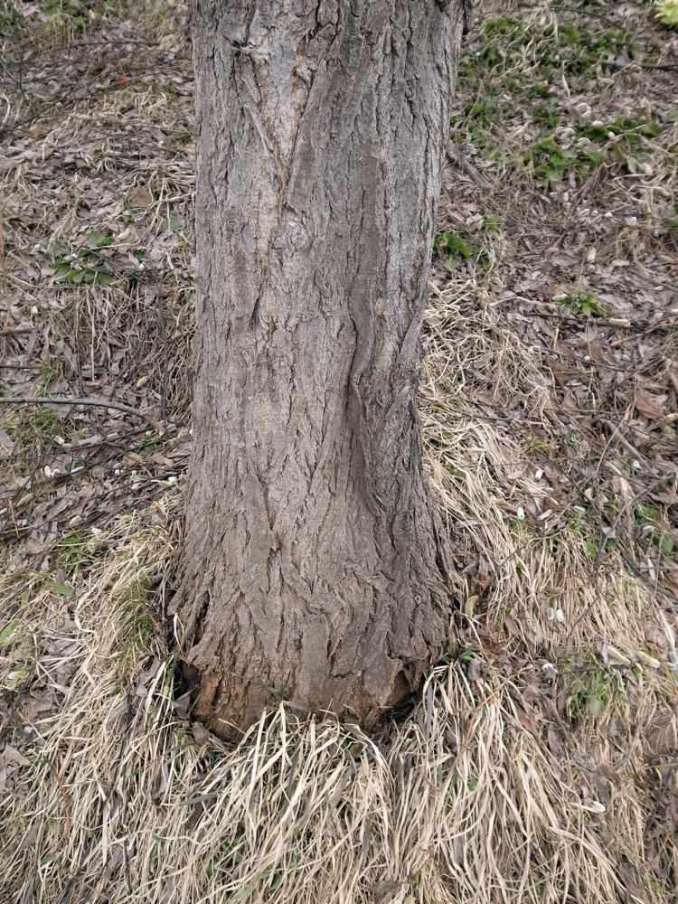 f:id:elmikamino:20130416140828j:image:w500