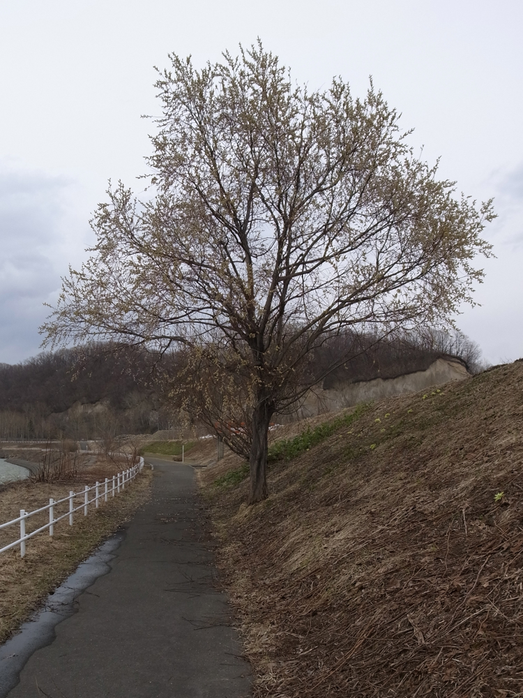 f:id:elmikamino:20130416140849j:image:w500