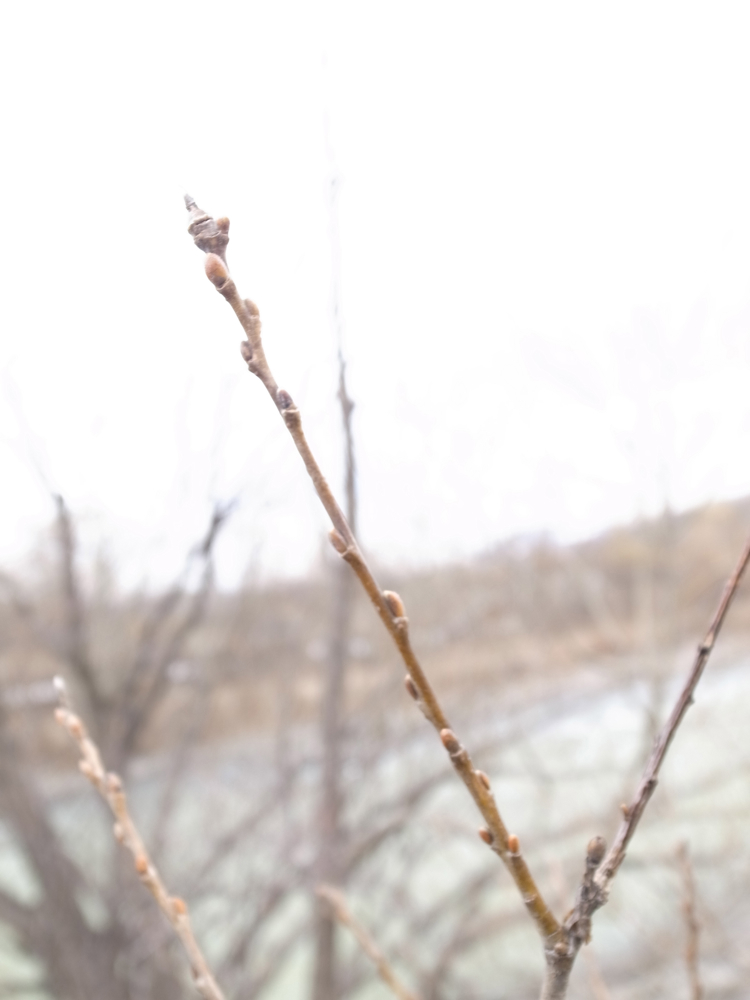 f:id:elmikamino:20130416141202j:image:w500