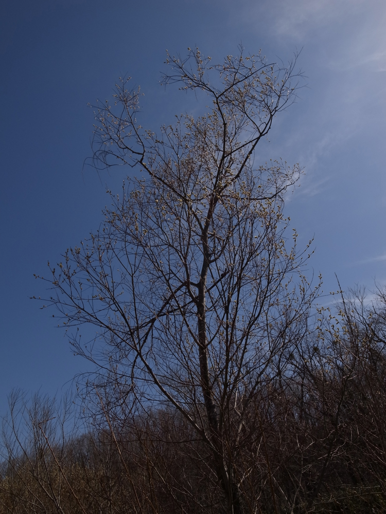 f:id:elmikamino:20130421091513j:image:w500 f:id:elmikamino:20130421091513j:image:w500