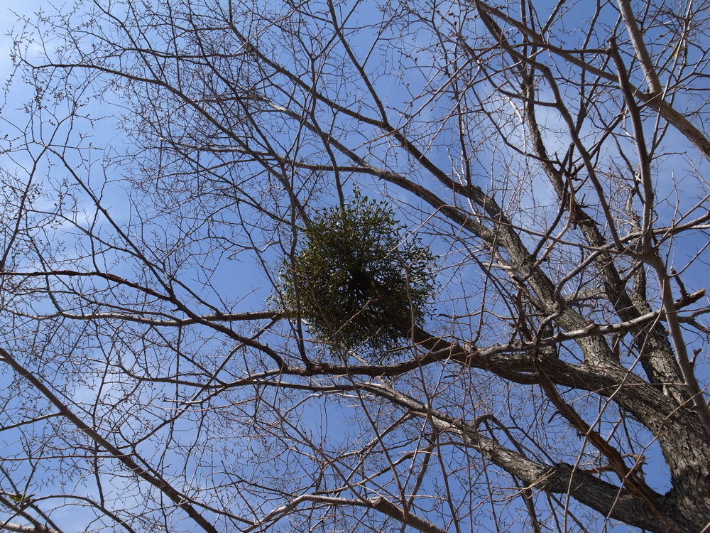 f:id:elmikamino:20130421092245j:image:w500 f:id:elmikamino:20130421092245j:image:w500