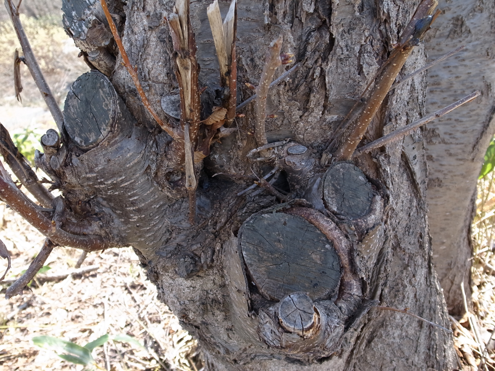 f:id:elmikamino:20130421092356j:image:w500 f:id:elmikamino:20130421092356j:image:w500