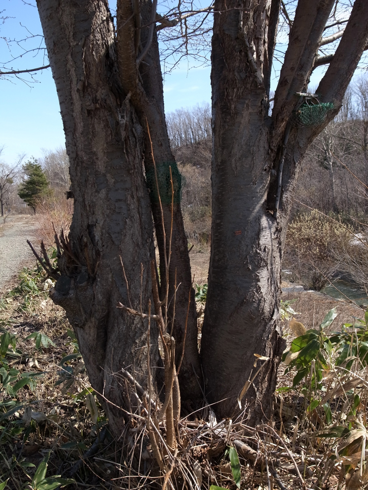 f:id:elmikamino:20130421092407j:image:w500 f:id:elmikamino:20130421092407j:image:w500