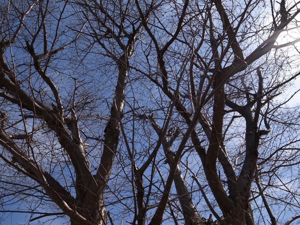 f:id:elmikamino:20130421092413j:image:w500 f:id:elmikamino:20130421092413j:image:w500