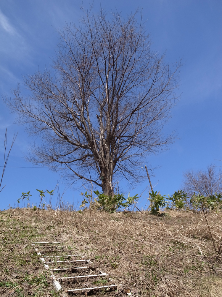 f:id:elmikamino:20130421092532j:image:w500 f:id:elmikamino:20130421092532j:image:w500