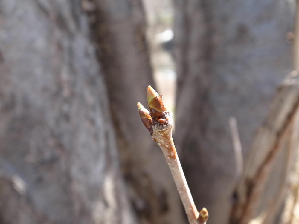 f:id:elmikamino:20130421093319j:image:w500 f:id:elmikamino:20130421093319j:image:w500