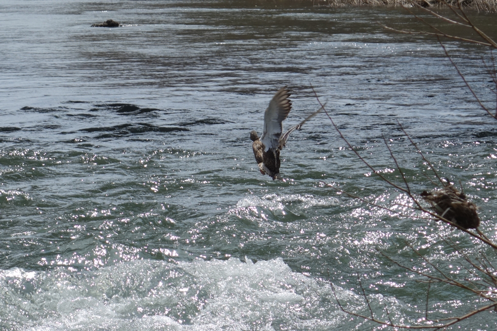 f:id:elmikamino:20130422105906j:image:w500