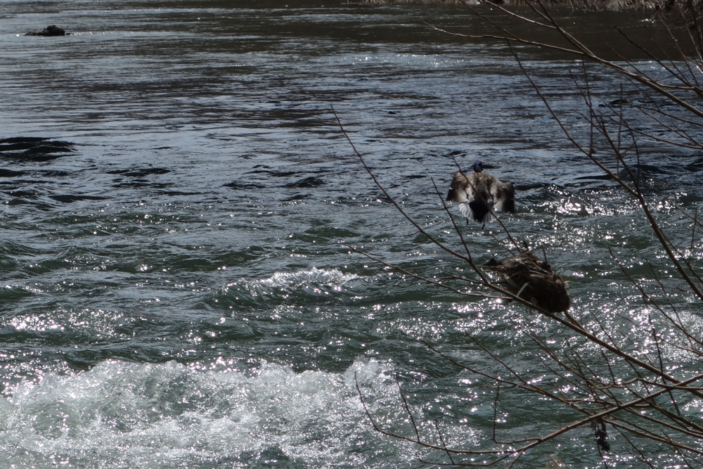 f:id:elmikamino:20130422105910j:image:w500