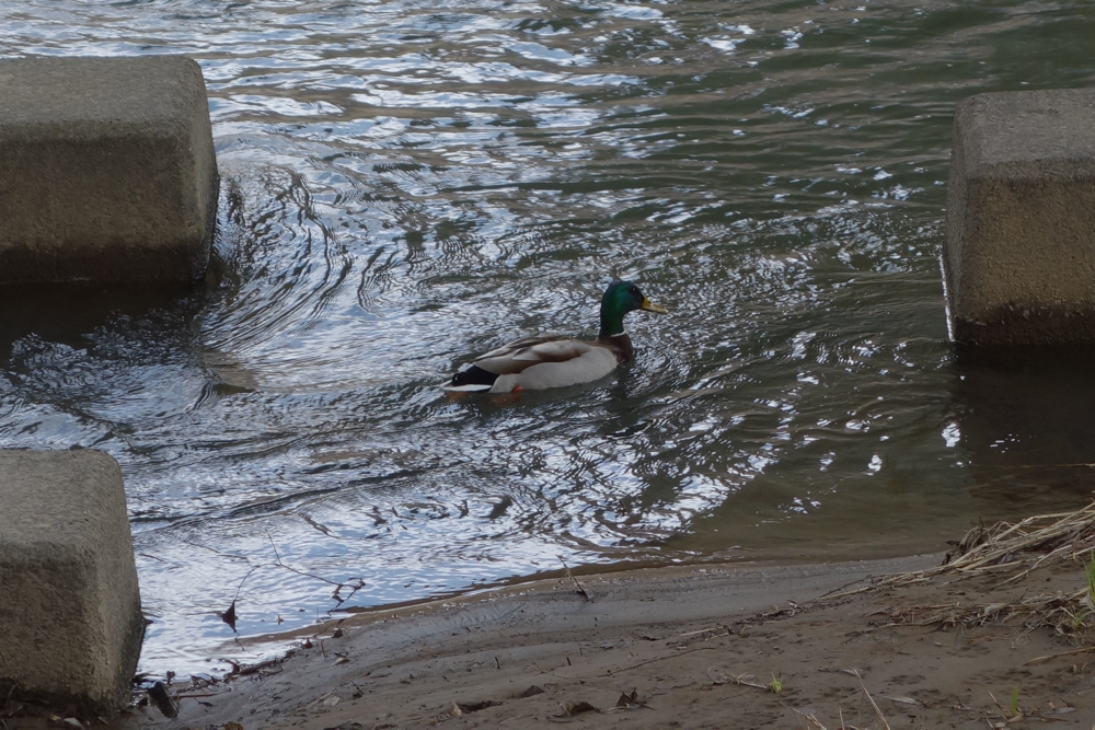 f:id:elmikamino:20130422110023j:image:w500