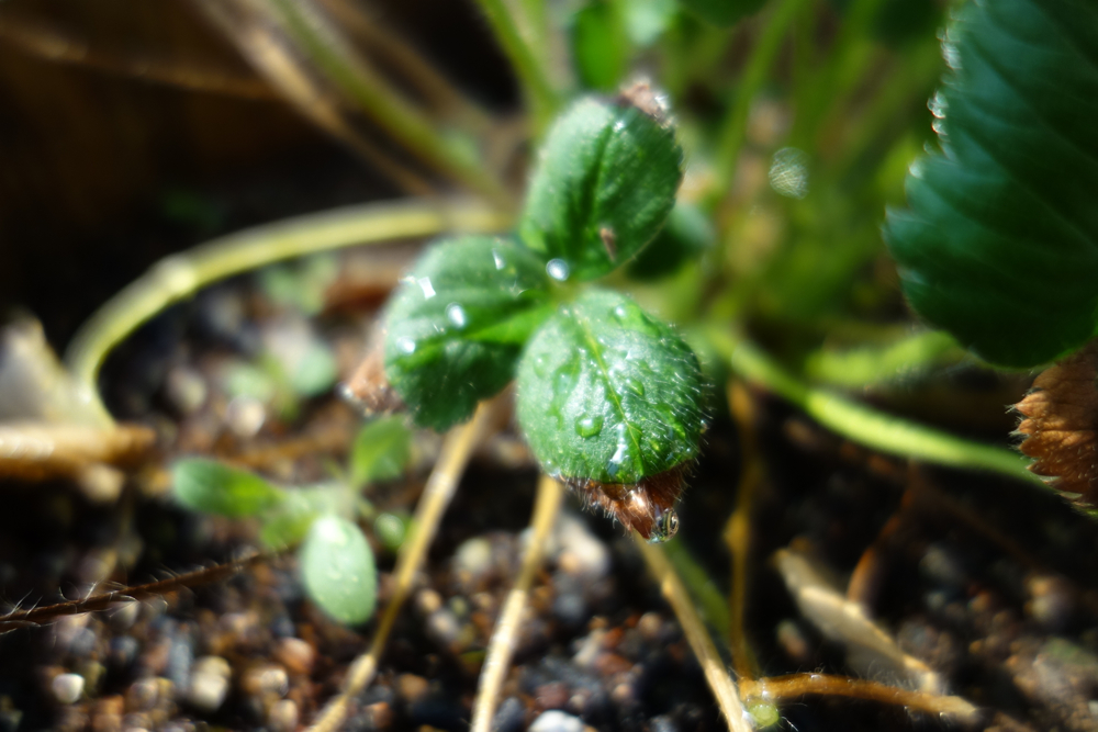 f:id:elmikamino:20130423085018j:image:w500