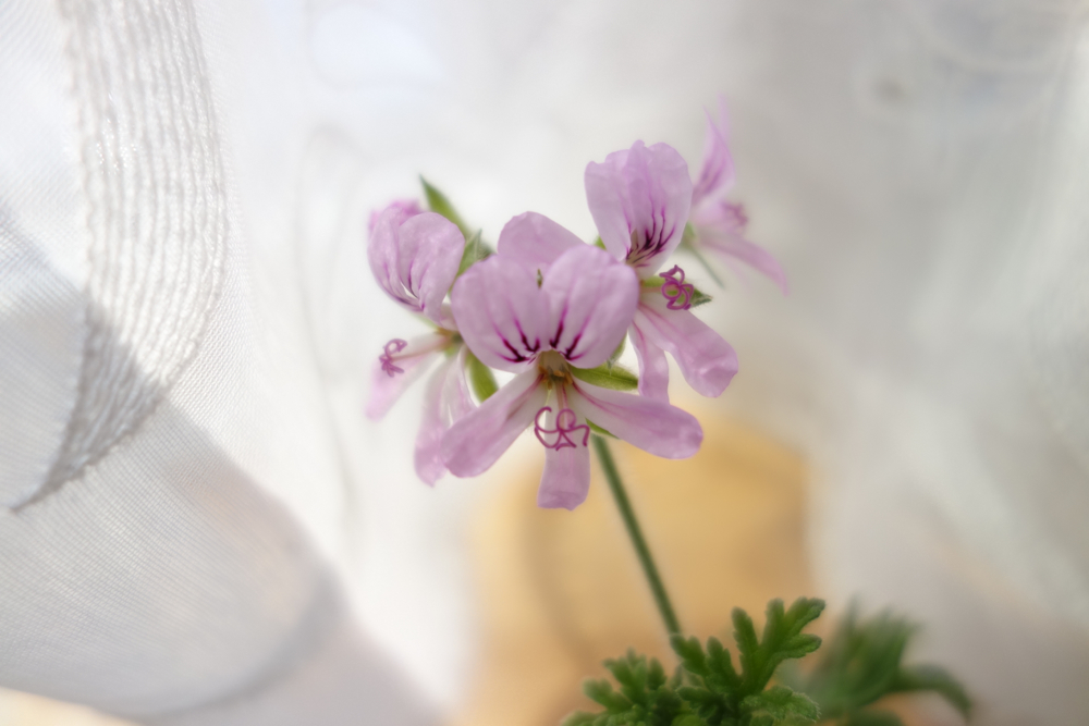 f:id:elmikamino:20130423085147j:image:w500