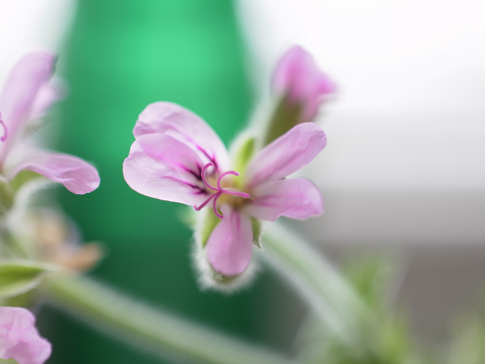 f:id:elmikamino:20130426085840j:image:w500