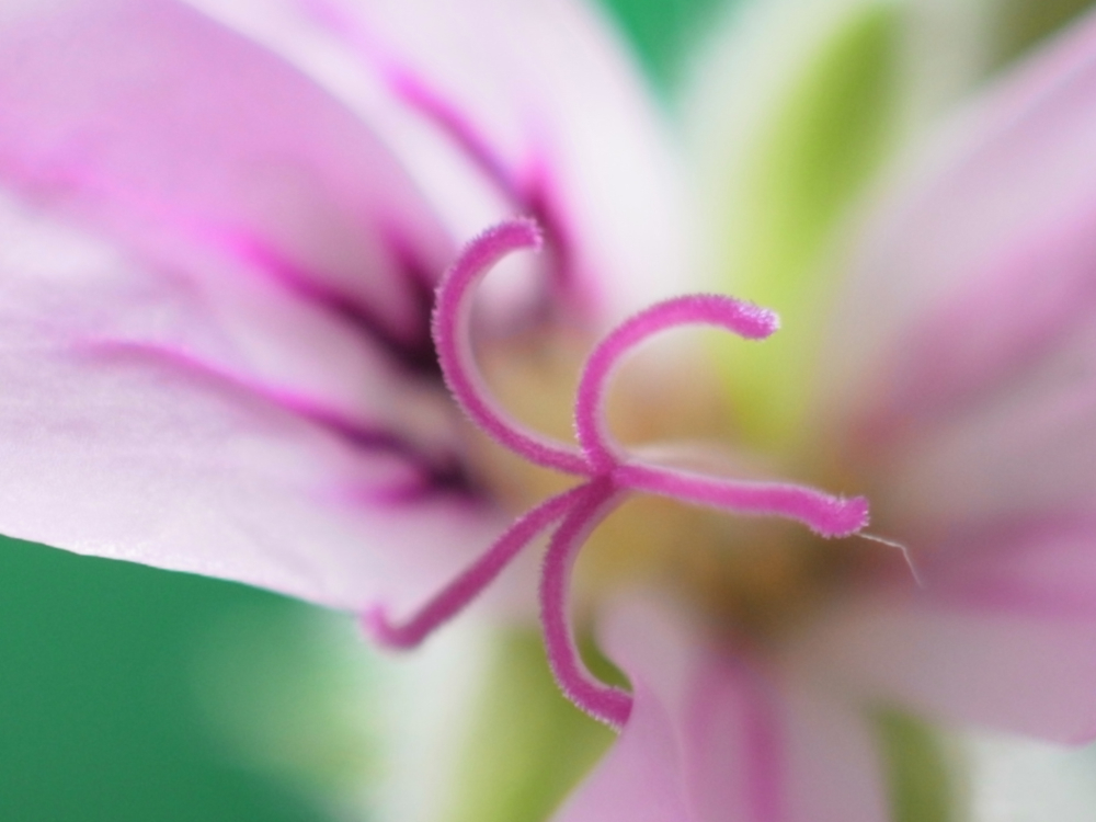 f:id:elmikamino:20130426085853j:image:w500