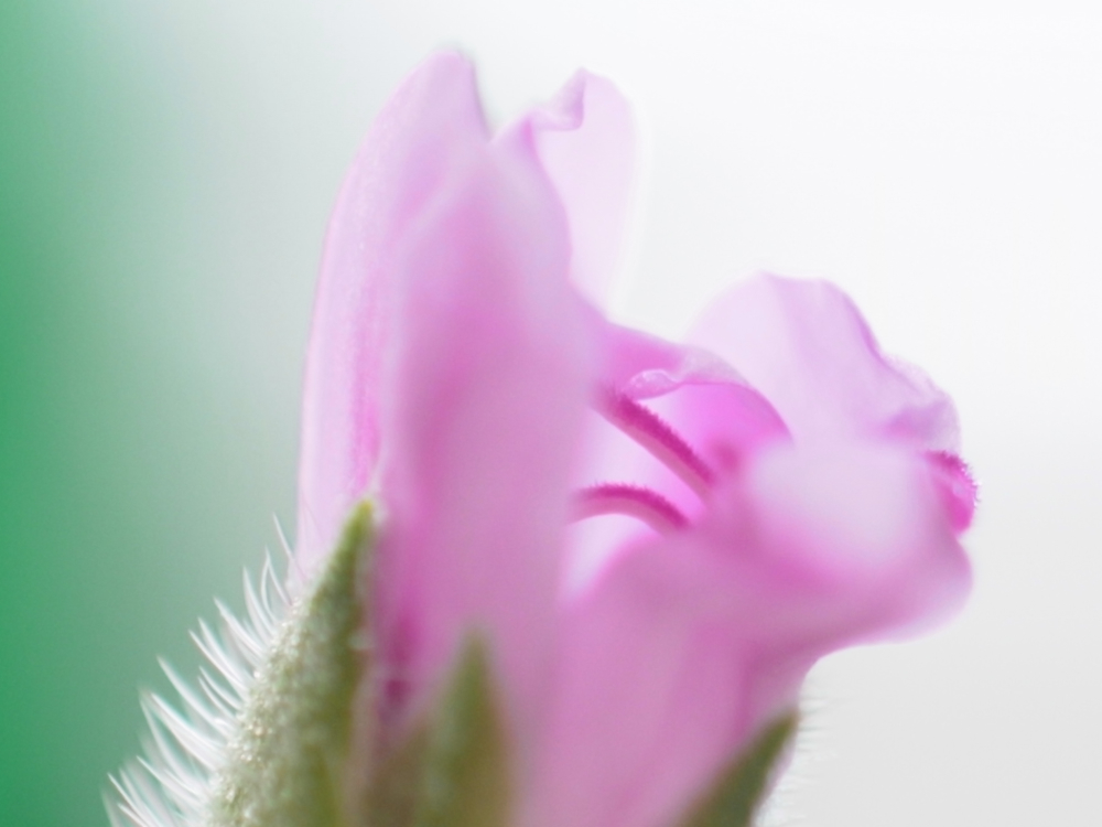 f:id:elmikamino:20130426090332j:image:w500