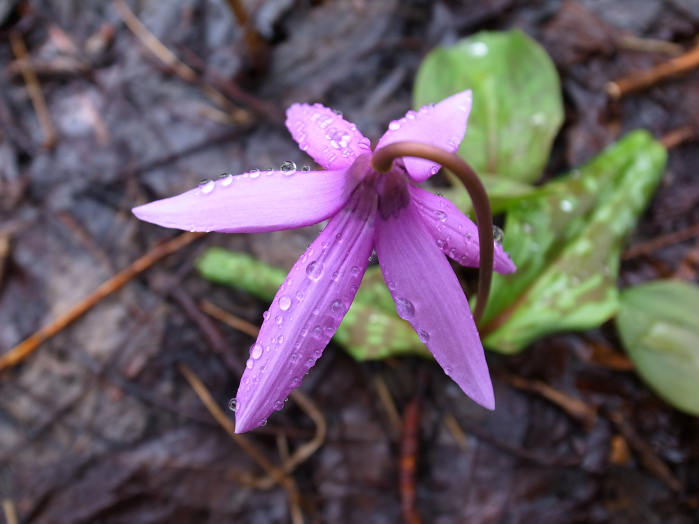 f:id:elmikamino:20130427104700j:image:w500