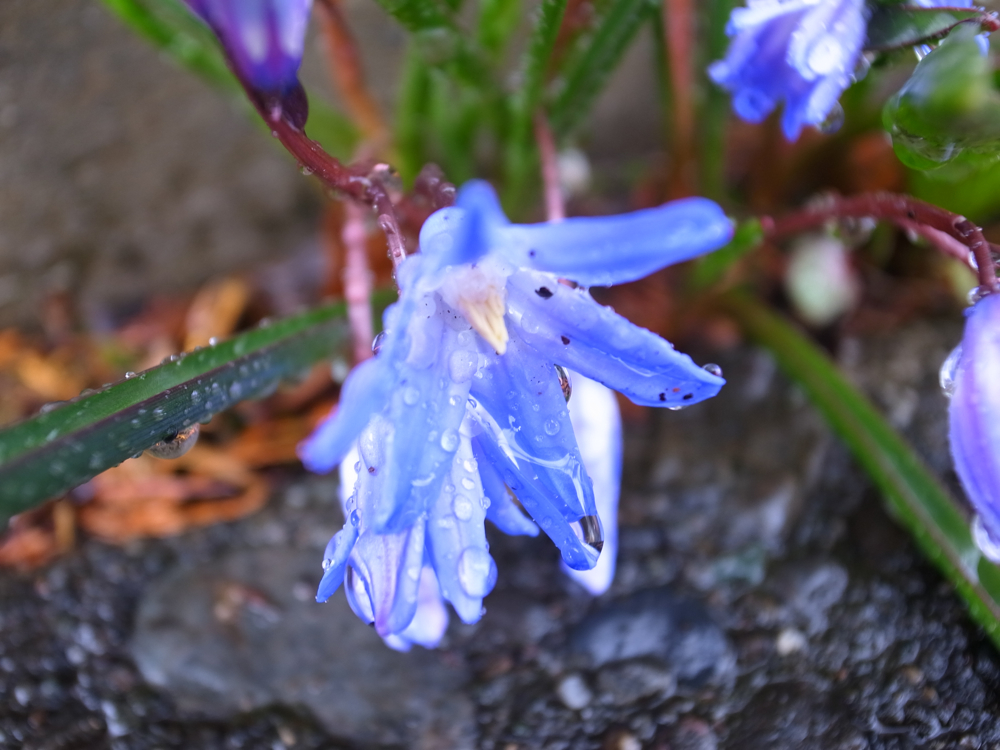 f:id:elmikamino:20130427104854j:image:w500