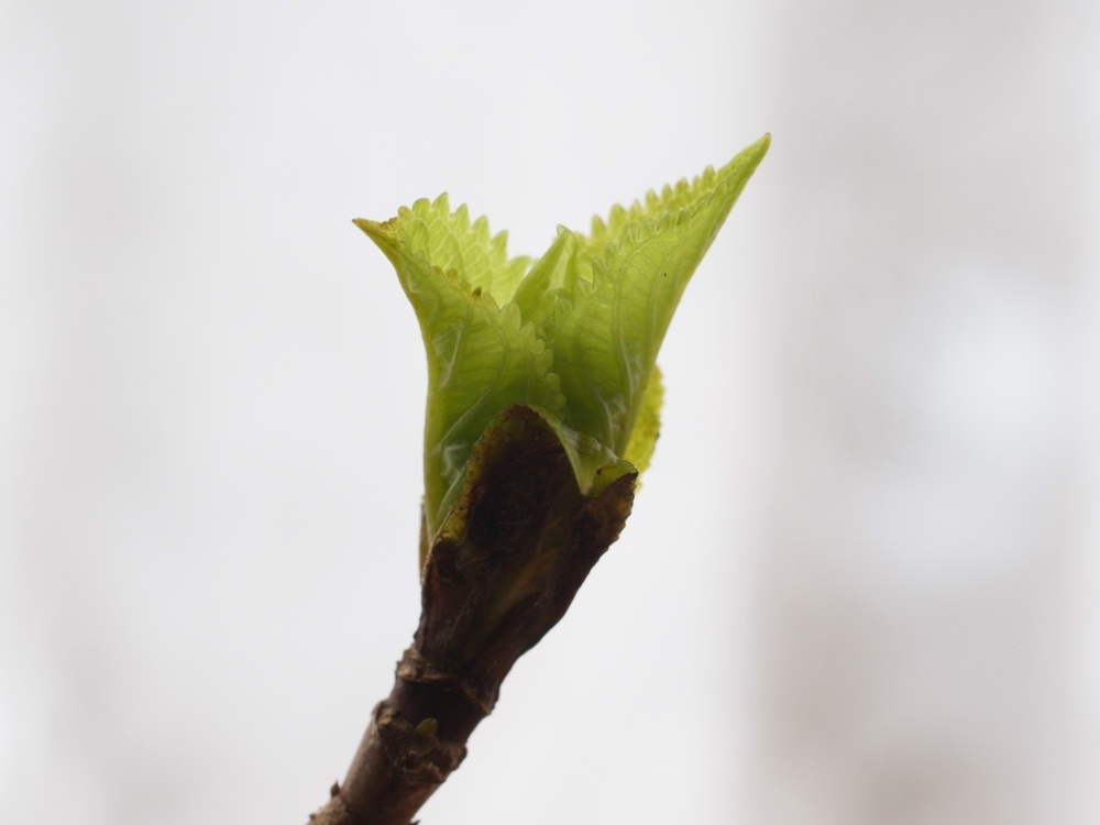 f:id:elmikamino:20130428101140j:image:w500