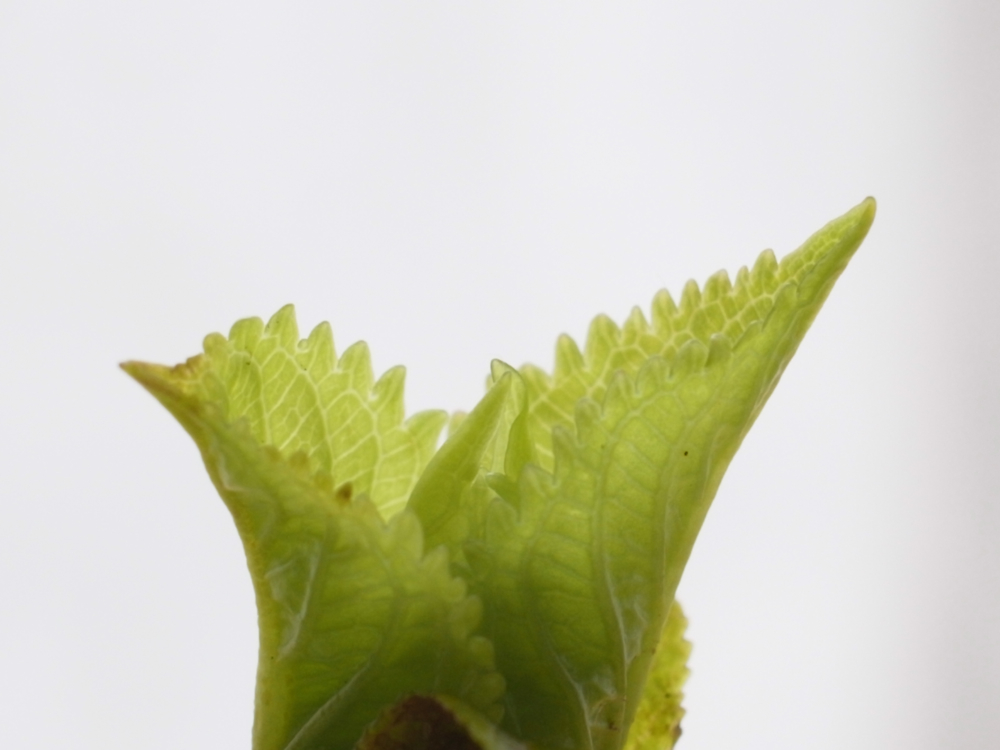 f:id:elmikamino:20130428101204j:image:w500