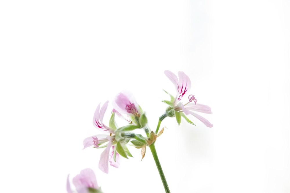 f:id:elmikamino:20130428103540j:image:w500