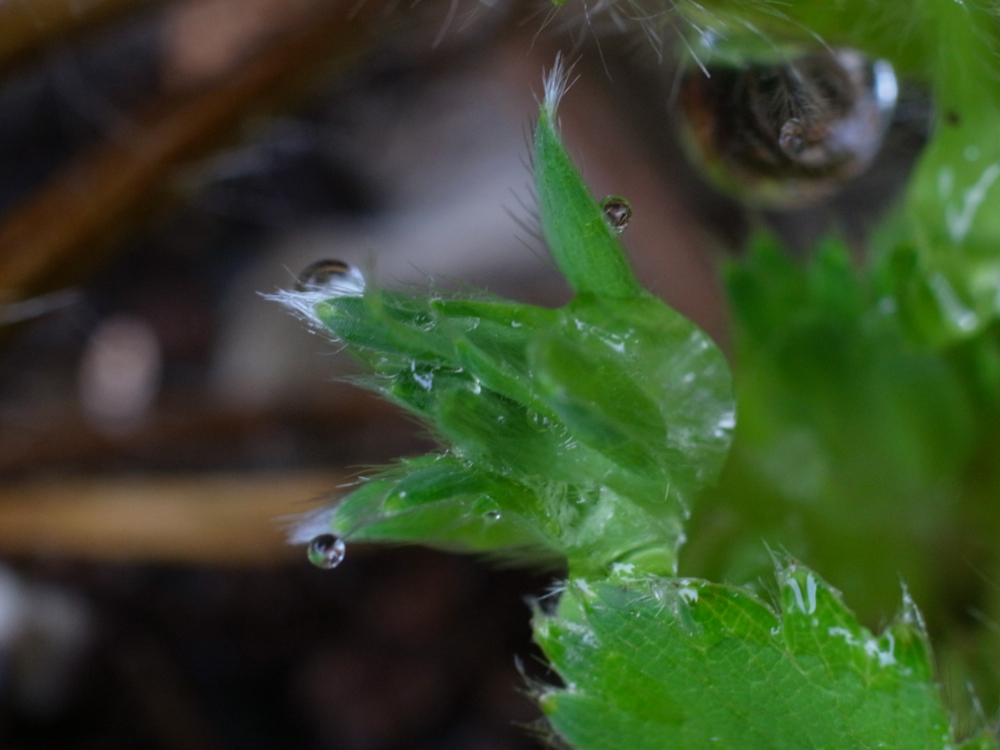 f:id:elmikamino:20130428110158j:image:w500