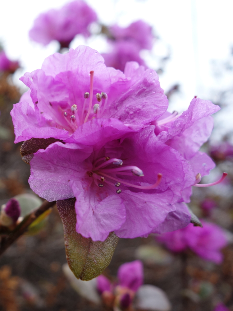 f:id:elmikamino:20130428112636j:image:h500