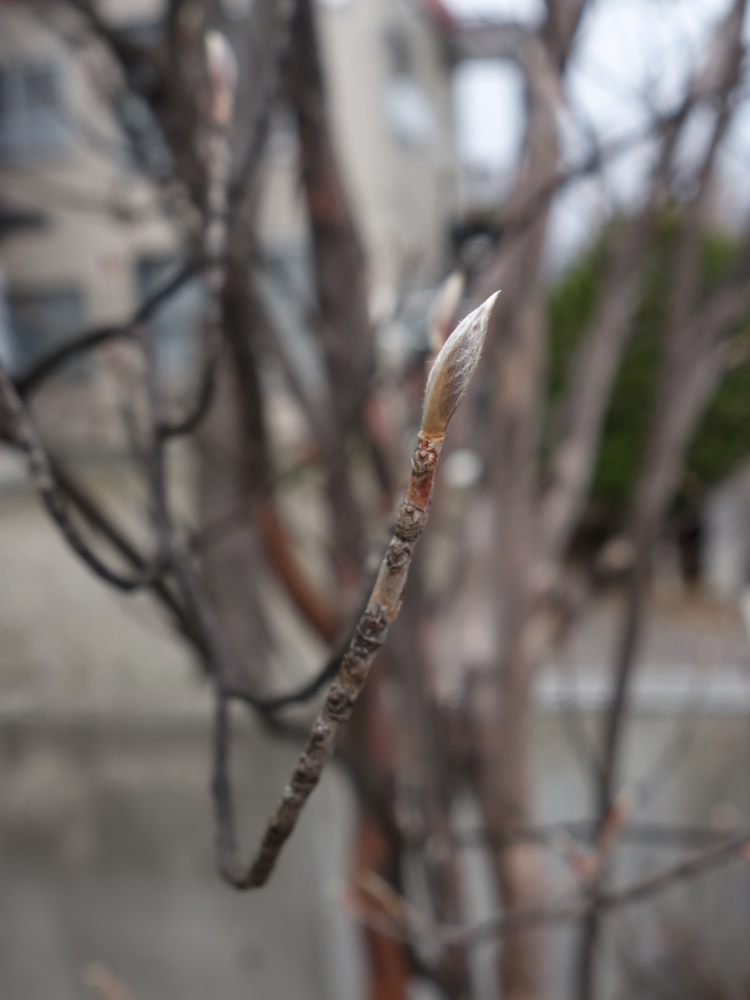 f:id:elmikamino:20130428112831j:image:h500