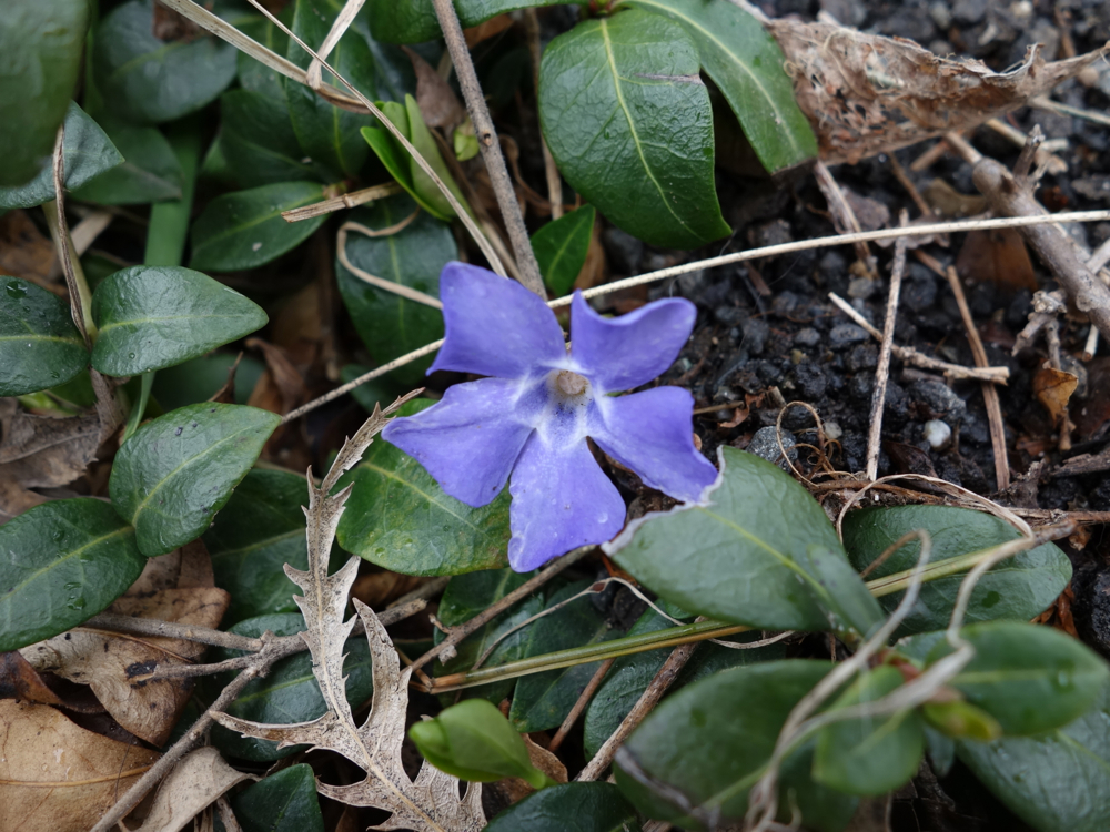 f:id:elmikamino:20130428113036j:image:w500