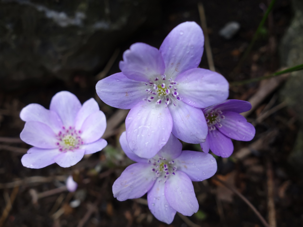 f:id:elmikamino:20130428113444j:image:w500