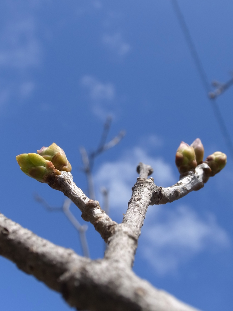 f:id:elmikamino:20130429101910j:image:h500