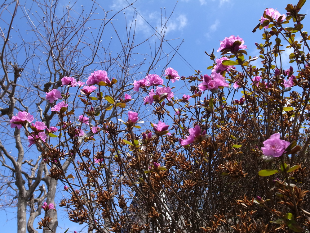 f:id:elmikamino:20130429102039j:image:w500