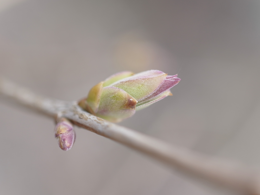 f:id:elmikamino:20130502094147j:image:w500