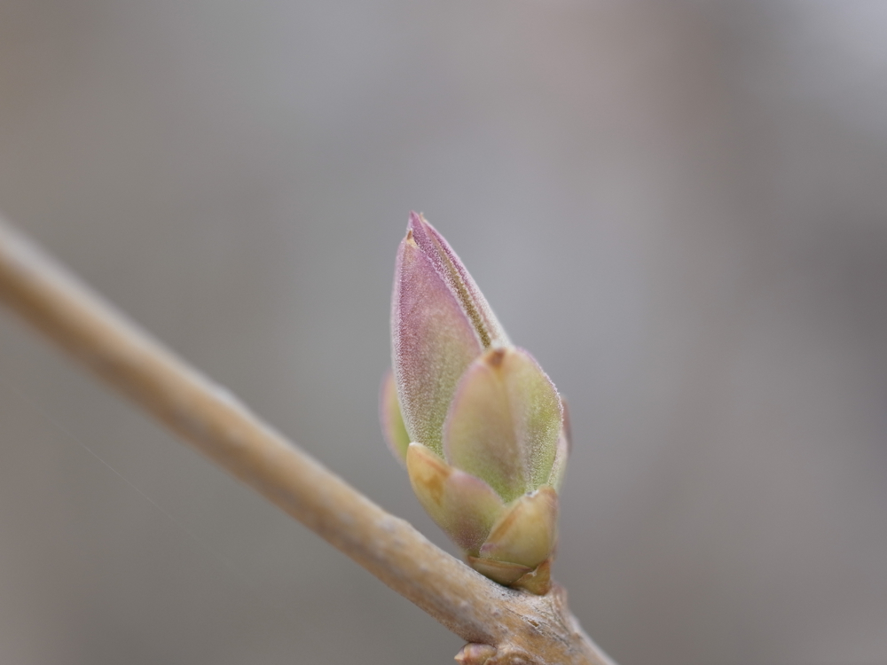 f:id:elmikamino:20130502094227j:image:w500