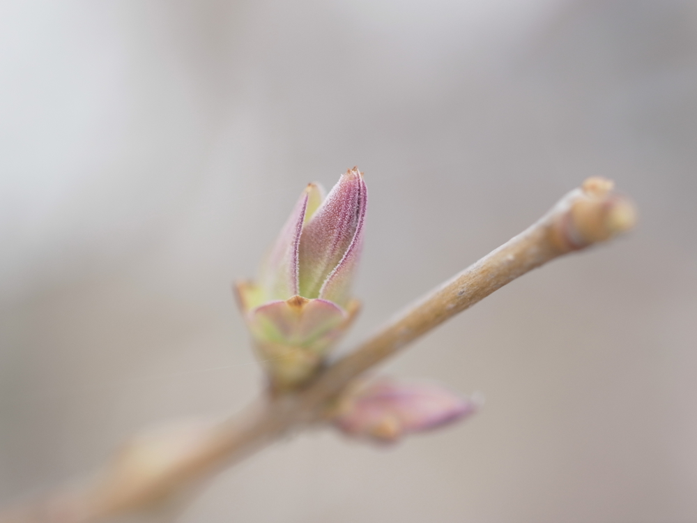 f:id:elmikamino:20130502094306j:image:w500