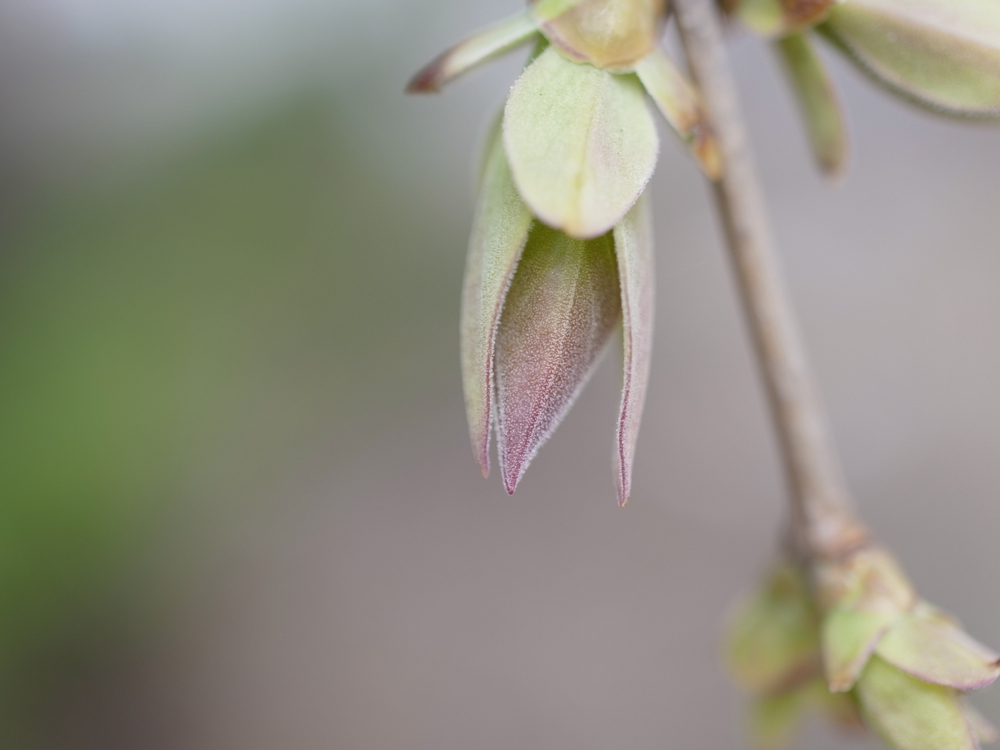 f:id:elmikamino:20130502094401j:image:w500