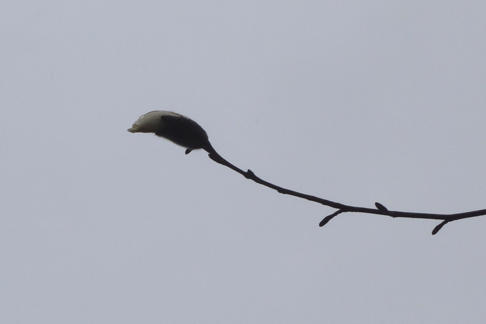 f:id:elmikamino:20130503104331j:image:w500